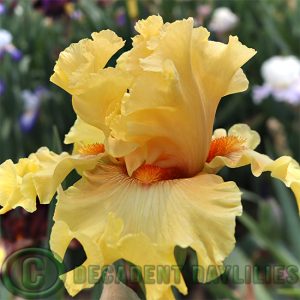 Tall Bearded Iris In Beauty