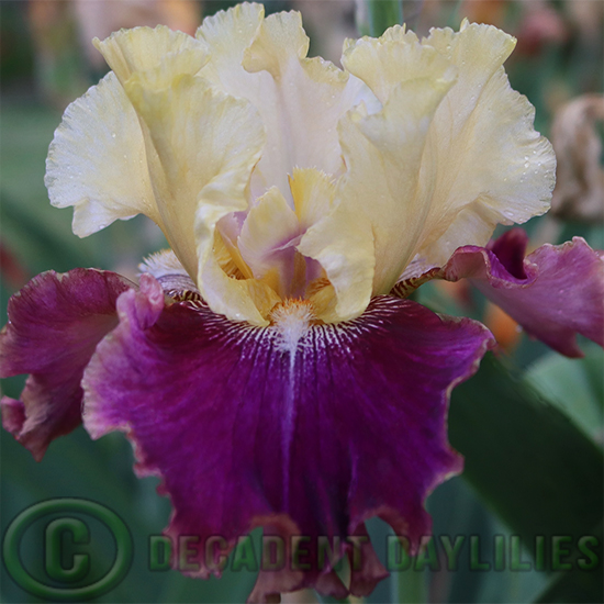 Tall Bearded Iris Jamaican Dream