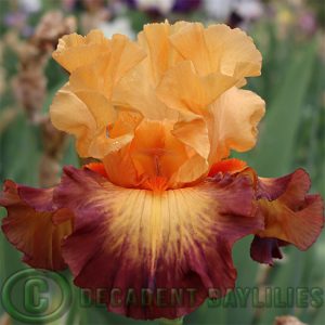 Tall Bearded Iris Jazz Band