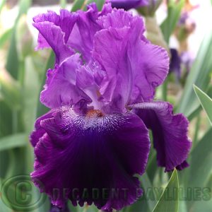Tall Bearded Iris Joke