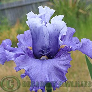 Tall Bearded Iris Music Of The Surf