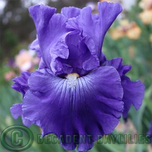 Tall Bearded Iris Palindrome