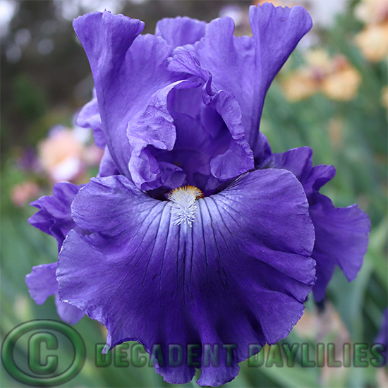 Tall Bearded Iris Palindrome