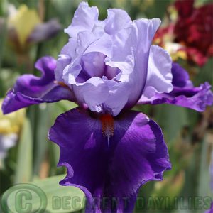 Tall Bearded Iris Physique