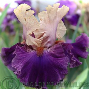 Tall Bearded Iris Puff The Magic