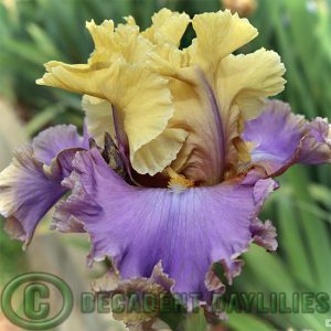 Tall Bearded Iris Raise Your Glass