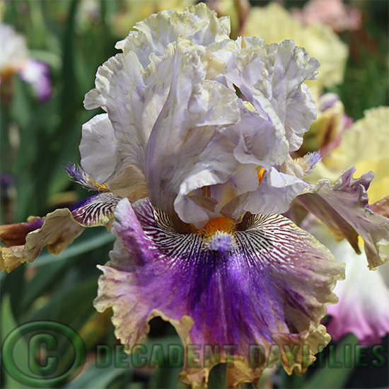 Tall Bearded Iris Rare Blend