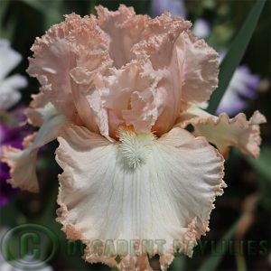 Tall Bearded Iris Rippler