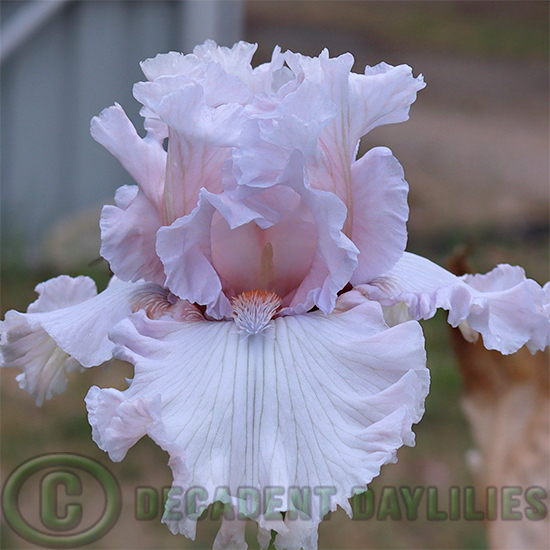 Tall Bearded Iris Rite Of Passage