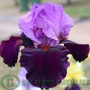 Tall Bearded Iris Romantic Evening