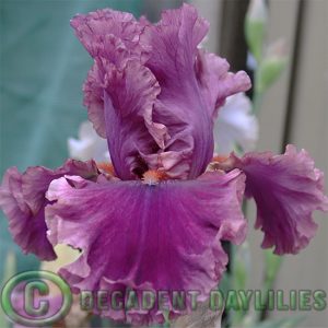 Tall Bearded Iris Romantic Gentleman
