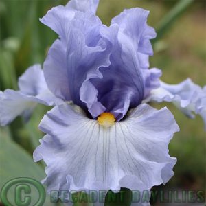 Tall Bearded Iris Sea For Miles