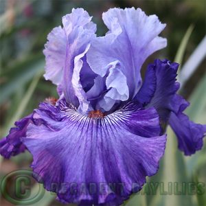 Tall Bearded Iris She Can Tango