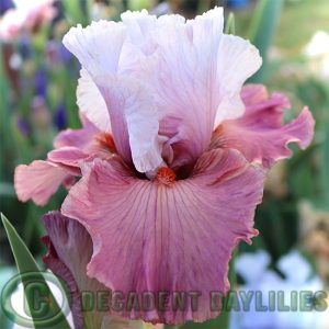 Tall Bearded Iris Sherbet Bomb