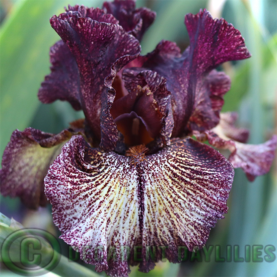 Tall Bearded Iris Sorbonne