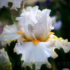 Tall Bearded Iris Stolen Sweets