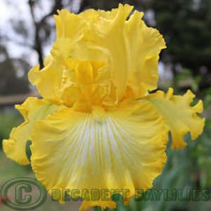 Tall Bearded Iris Thats All Folks