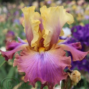 Tall Bearded Iris Trillion