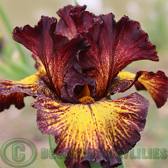 Tall Bearded Iris Tuscan Summer
