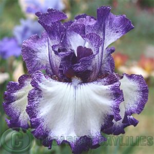 Tall Bearded Iris Whisper In The Wind