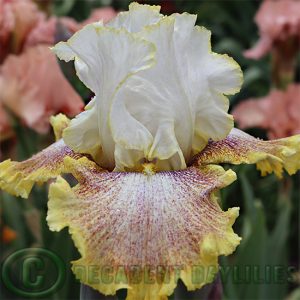 Tall Bearded Iris Whispering Spirits