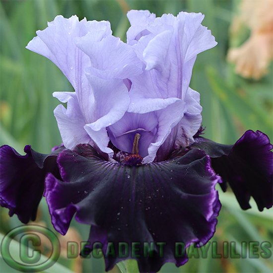 Tall Bearded Iris Wicked Good