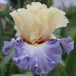 Tall Bearded Iris You're Gorgeous