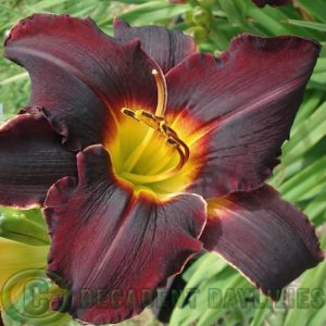 Daylily Serena Dark Horse