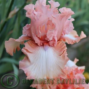 Tall Bearded Iris Winning Edge