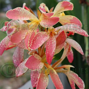 Canna Lily Jouney's End