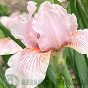 Median Bearded Iris Pink Kitten