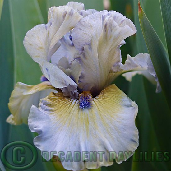 Median Bearded Iris Touch Of Blarney