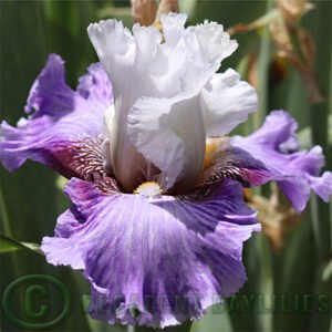 Boogie Woogie Tall Bearded Iris