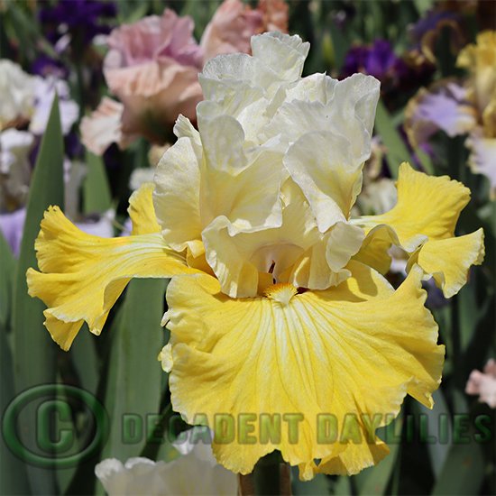 Tall Bearded Iris Certain Magic