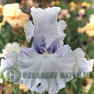 Cool, Charlotte, light blue