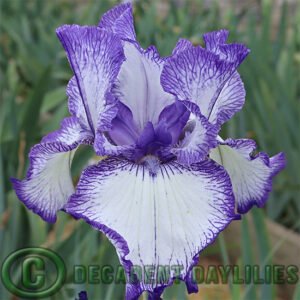 White blue edge bearded iris
