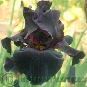 Tall Bearded Iris Old Black Magic
