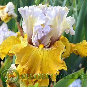Tall Bearded Iris Olive Windows