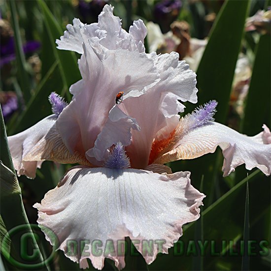 Tall Bearded Iris Power Point with Lady Bird