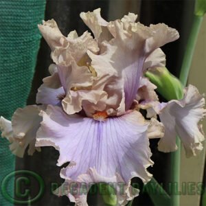 Tall Bearded Iris Stop Flirting