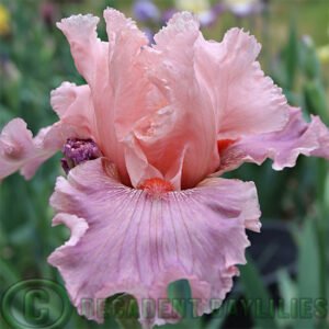 Tall Bearded Iris Sweet Kisses