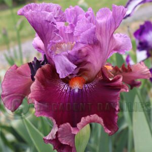 Tall Bearded Iris Tempo Rouge