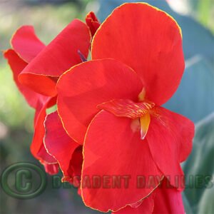 Canna Lily President