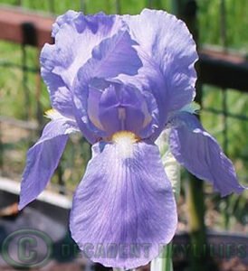 I.pallida Argentea Variegata Flower