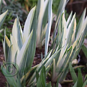 Iris Pallida Argentea Variegata Leaves