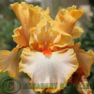 Tall Bearded Iris Champagne Waltz