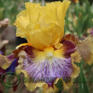 Tall Bearded Iris Colour Bazaar