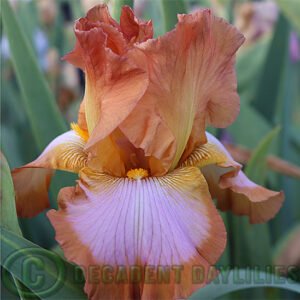 Tall Bearded Iris Ginger Swirl