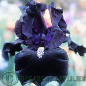 Tall Bearded Iris Here Comes The Night