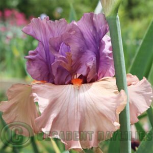Tall Bearded Iris La Scala